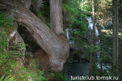 Изогнутое дерево возле водопада 
