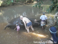 Помыть слона стоит 70 долларов.