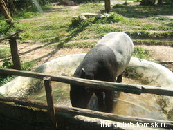 Зоопарк Кхао Кхео-9