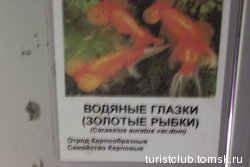 Рыбка получилась,а  табличка нет))