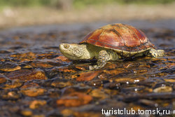 Болотная черепаха ( подвид  iberica )
