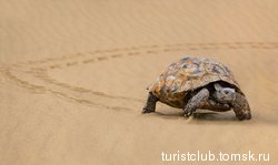 Черепаха Палласа